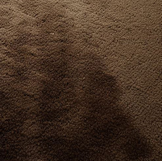 Best Carpet Stain Removal Professional in Brisbane