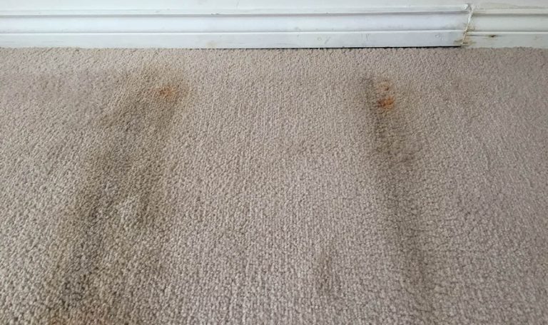 How To Prevent Carpet Mould