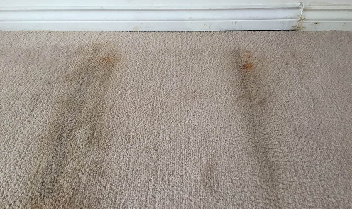 how-to-prevent-carpet-mould-tips-for-prevention-maintenance