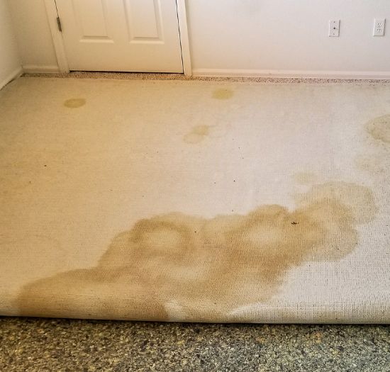Carpet Stain Removal Service